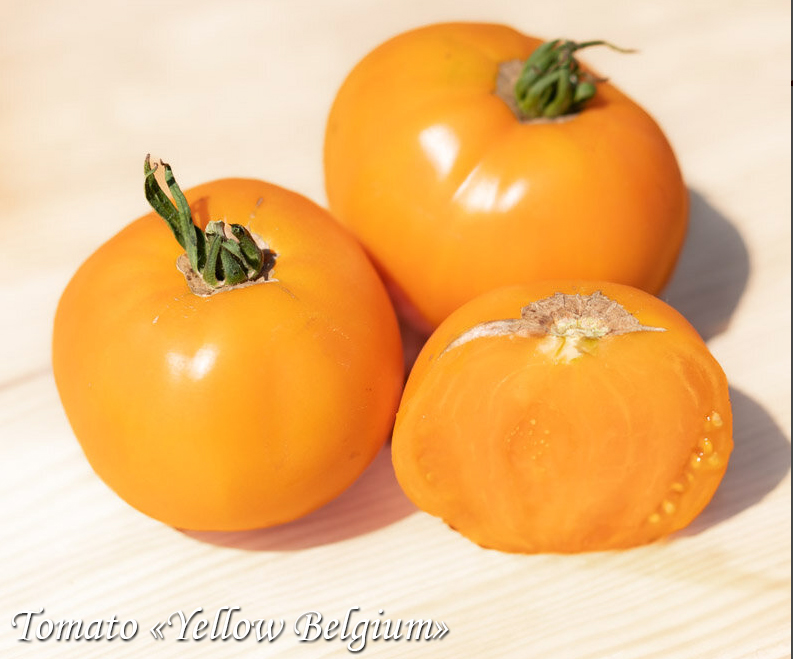 Tomato Yellow Belgium, Помидор Жёлтый бельгийский